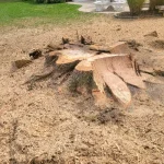 ck lawn and landscaping 2026 02 16T15 29 27.480353Z 019c6711 f7aa 73eb 9553 cbe3b5f39901